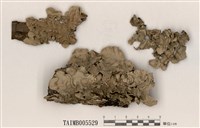 藏品(大裸緣梅衣)的圖片